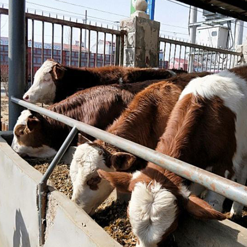 肉牛就应该这样驱虫